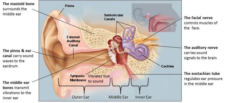 Surgery Of The Eardrum Middle Ear And Mastoid Glacier Ear Nose